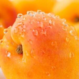Fine Quality Fresh Apricot