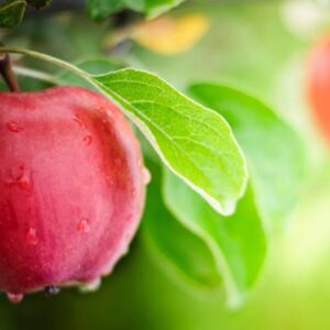 Fresh Apple Farm Collection